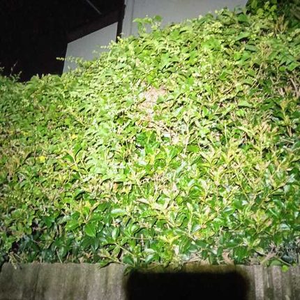 横浜市旭区中白根の戸建て住宅の道路側生け垣にできたスズメバチの巣