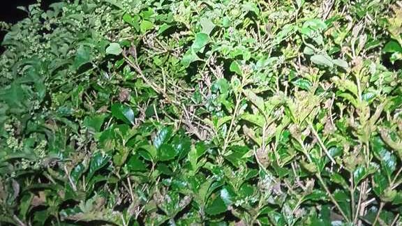スズメバチの巣を完全に撤去し安全になった旭区の生け垣