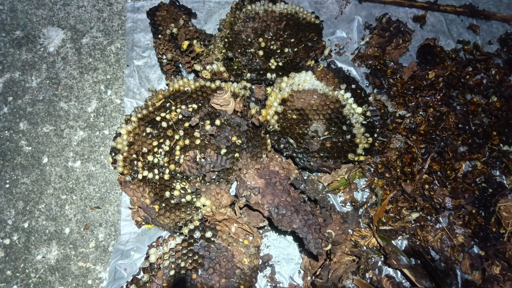 横浜市泉区和泉町で駆除したキイロスズメバチの巣盤と成虫の様子