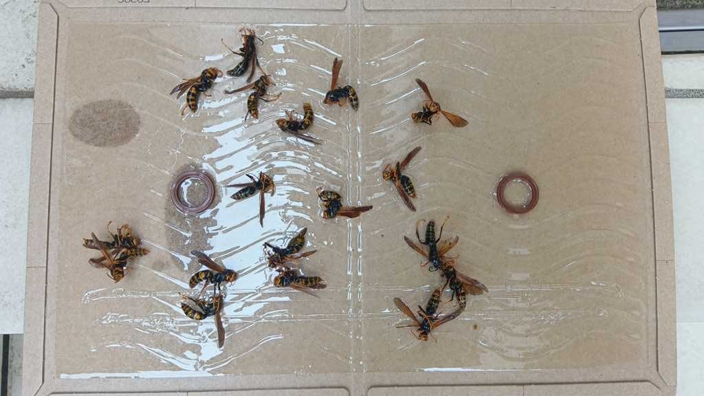 横浜市旭区で駆除されたアシナガバチ