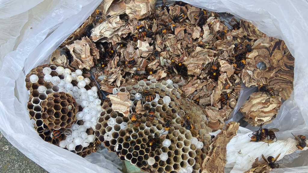 港南区で撤去した約25cmのコガタスズメバチの巣