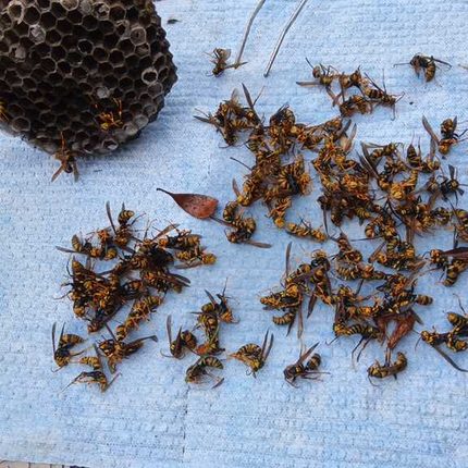 戸塚区信濃町で撤去された約15cmのアシナガバチの巣と大量の成虫