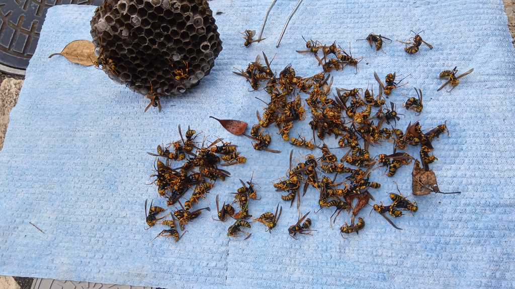 戸塚区信濃町で撤去された約15cmのアシナガバチの巣と大量の成虫