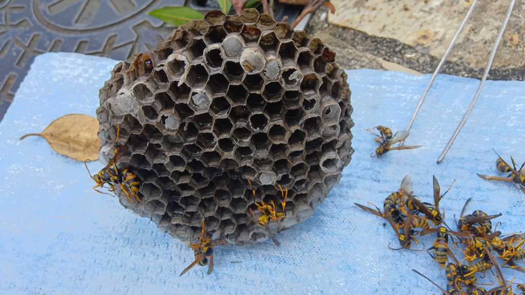 巣穴にサナギが詰まった危険な状態のアシナガバチの巣