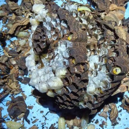 瀬谷区の玄関横にできたバレーボール大のコガタスズメバチの巣