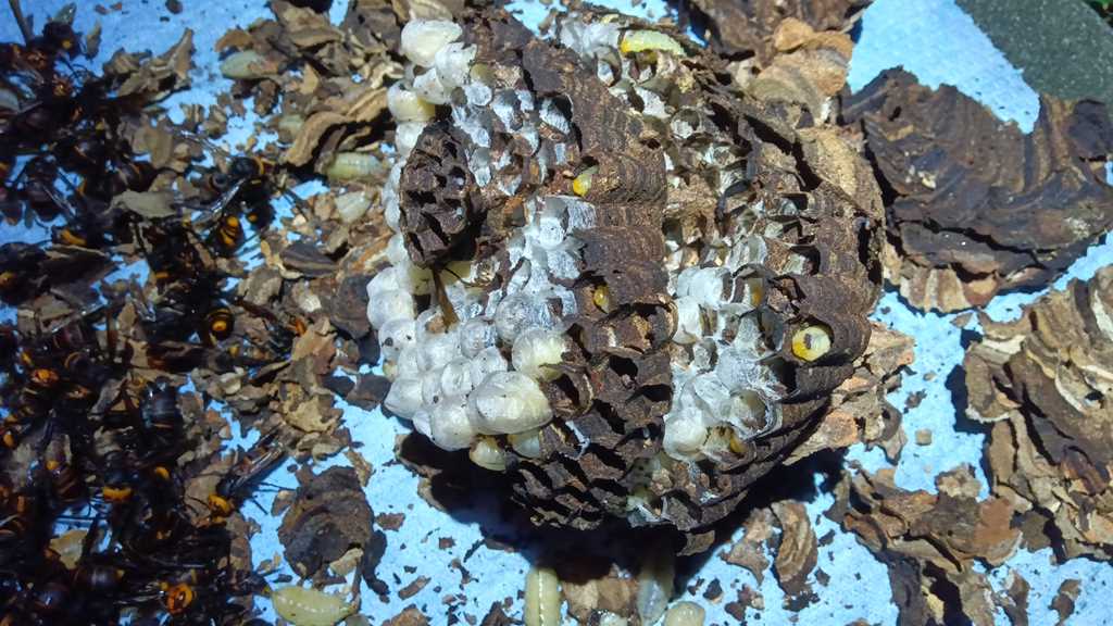 瀬谷区の玄関横にできたバレーボール大のコガタスズメバチの巣