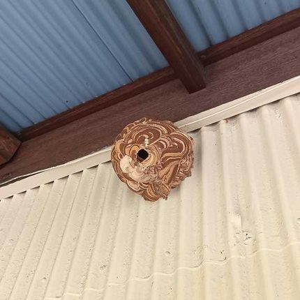 一見すると空っぽに見える古いスズメバチの巣