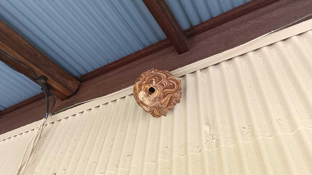 一見すると空っぽに見える古いスズメバチの巣