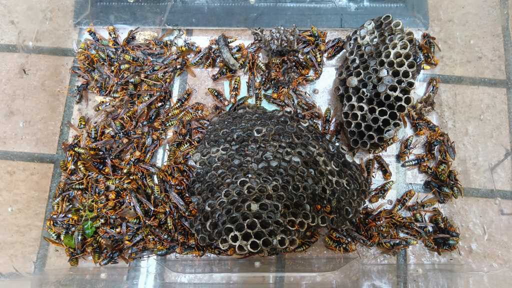 横浜市南区で撤去した2つのアシナガバチの巣と群がっていたハチ