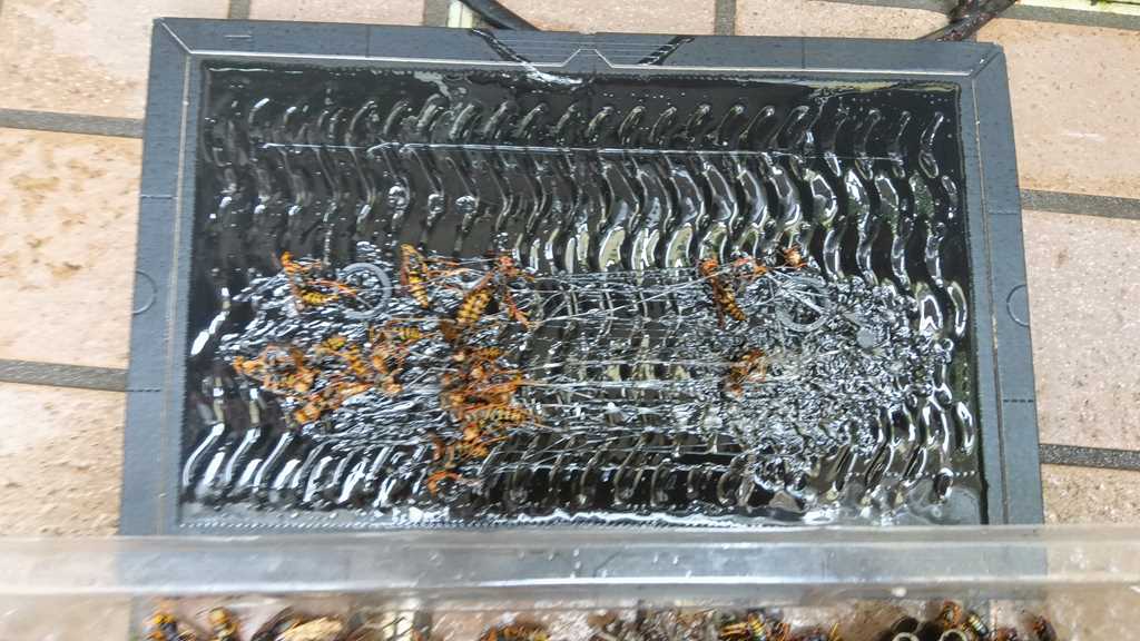 戻りバチ対策の捕獲シートに捕らえられたアシナガバ