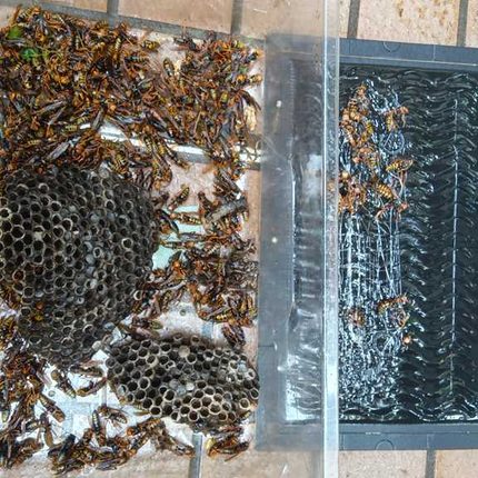 南区大岡での蜂の巣駆除と捕獲シートの成果