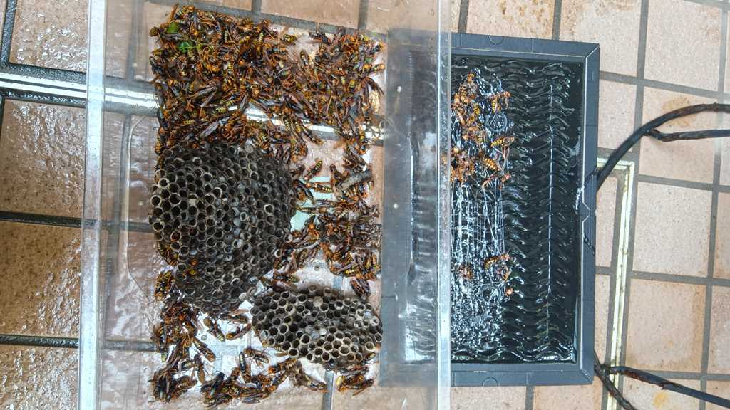 南区大岡での蜂の巣駆除と捕獲シートの成果