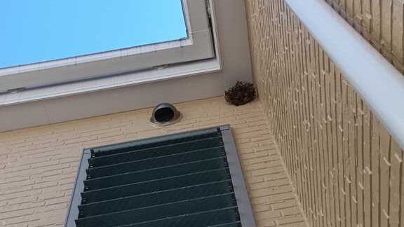 西区霞ヶ丘の2階軒下にできたアシナガバチの巣（下からのアングル）