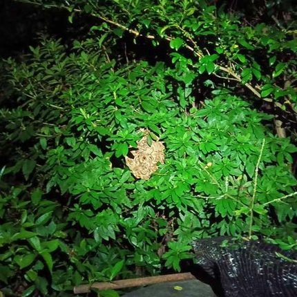 中区本牧町の裏庭の茂みに作られたスズメバチの巣