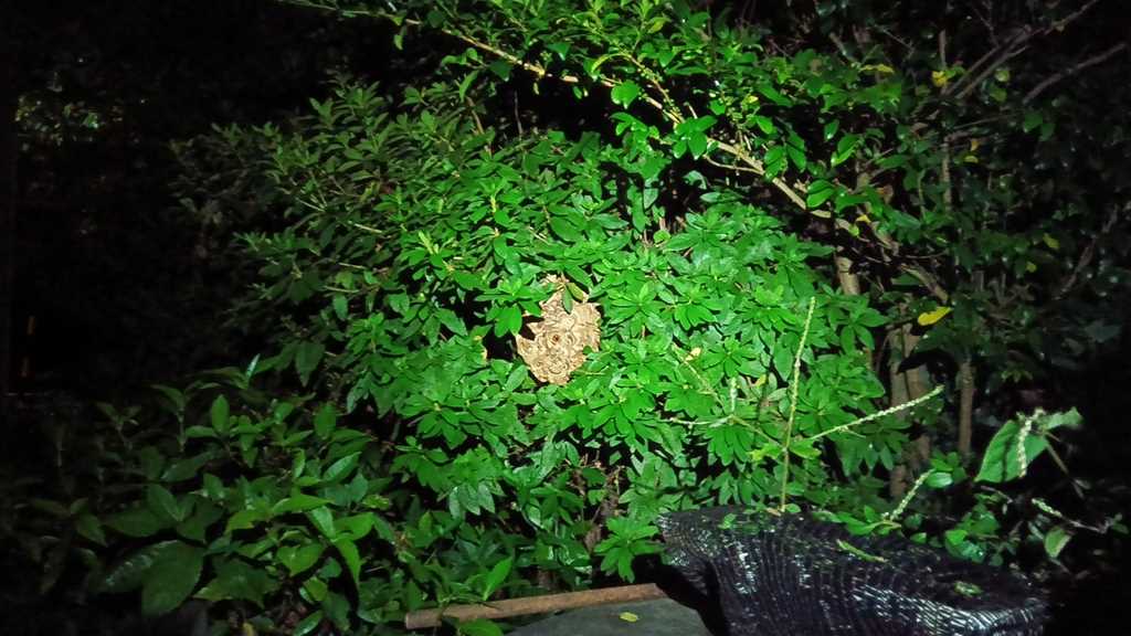 中区本牧町の裏庭の茂みに作られたスズメバチの巣