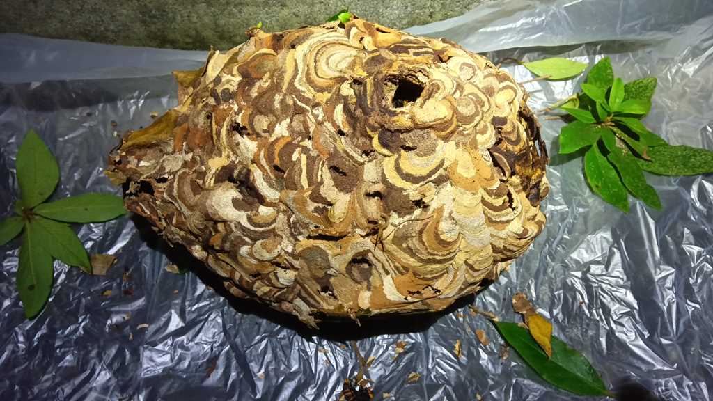 茂みから安全に丸ごと撤去されたコガタスズメバチの巣