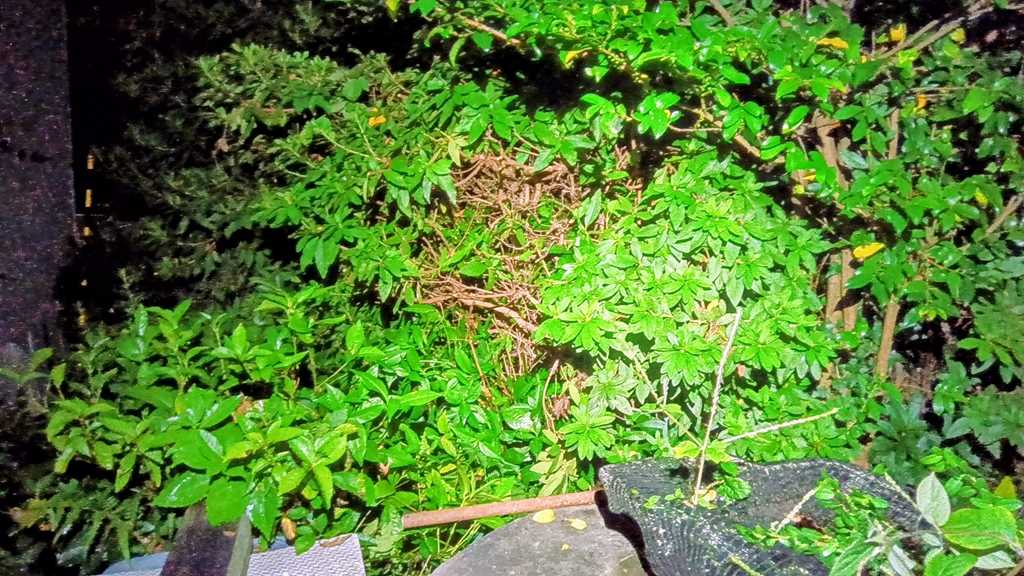 スズメバチの巣を綺麗に完全撤去した後の裏庭の茂み