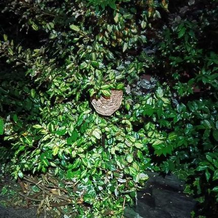 横浜市都筑区北山田で発見された植え込みの中のスズメバチの巣