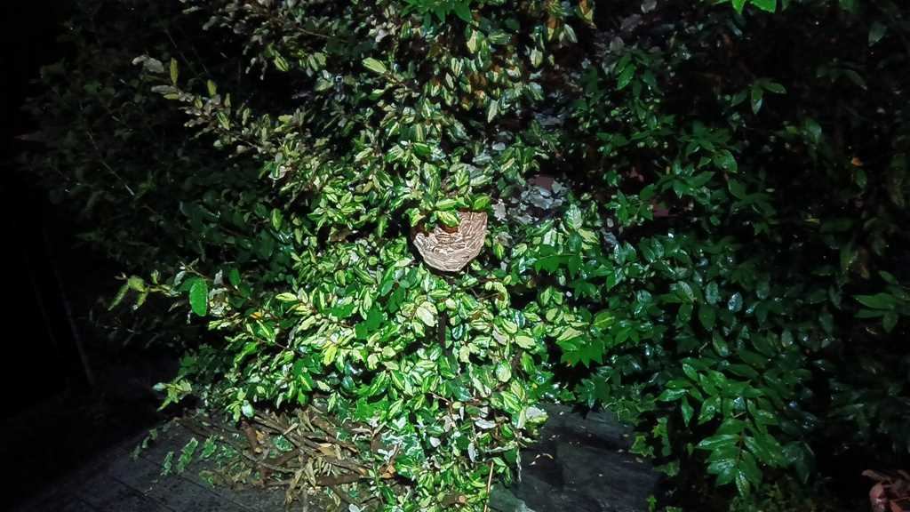 横浜市都筑区北山田で発見された植え込みの中のスズメバチの巣