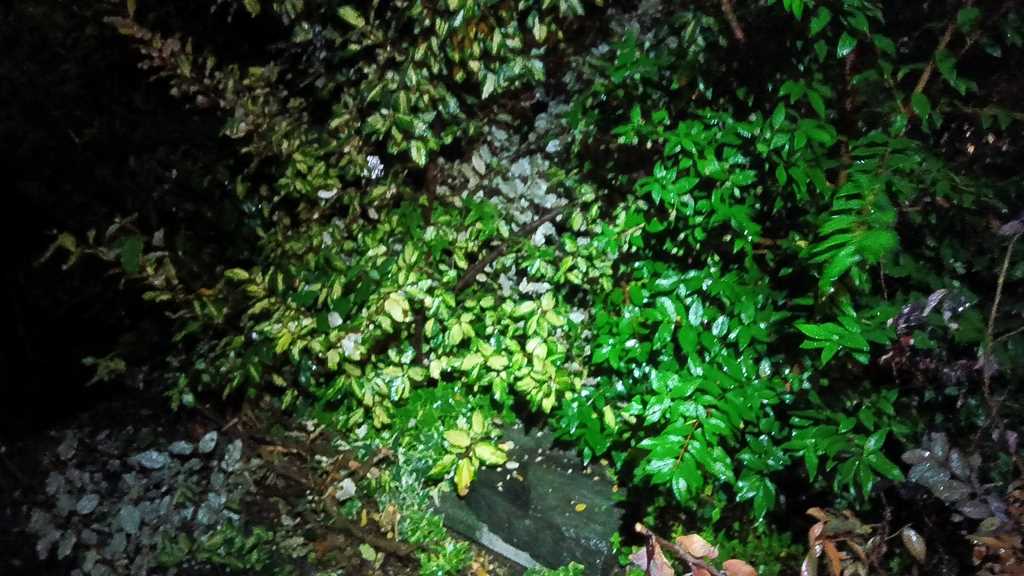スズメバチの巣を安全に撤去した後の都筑区北山田の植え込み