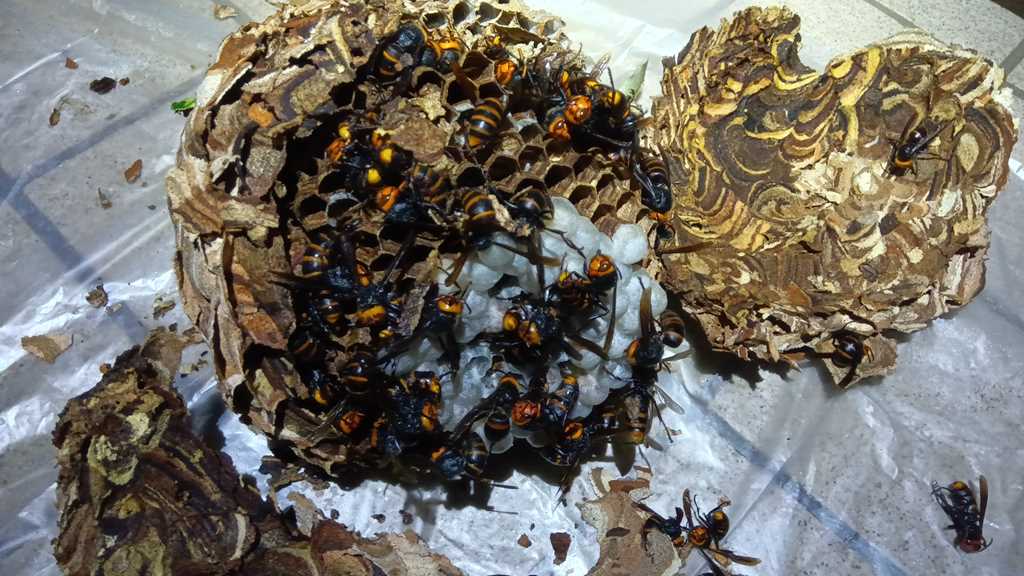 都筑区北山田で駆除したコガタスズメバチと巣の断面